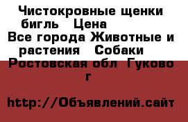 Чистокровные щенки бигль › Цена ­ 15 000 - Все города Животные и растения » Собаки   . Ростовская обл.,Гуково г.